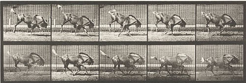 Gnu Bucking and Galloping (1887)